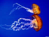     - Sea Nettles