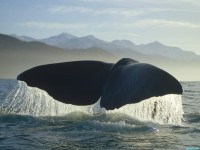     - Sea Whale