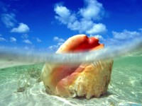     - Sunken Treasure, Conch Shell, Bahamas