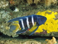     - Eastern Blue Devil, Australia