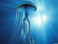     - Electric Jellyfish