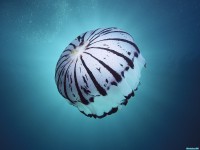     - Purple-Striped Jellyfish, Southern California