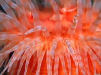     - Anemone Tentacles