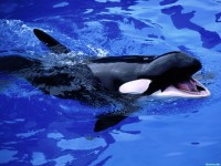     - Feed Me!, Killer Whale