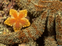     - Southern Biscuit Star, Edithburgh Jetty, South Australia