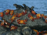     - Sally-Lightfoot Crabs and Marine Iguanas