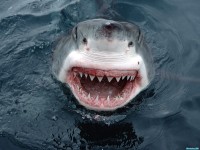     - Yipes! Great White Shark, South Australia