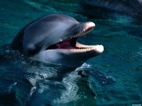     - Introduction, Bottlenose Dolphin