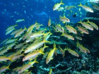     - Yellow Goatfish, Great Barrier Reef, Australia