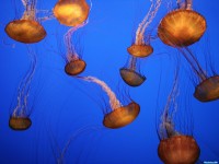     - Sea Nettles, Monterey Bay Aquarium, California