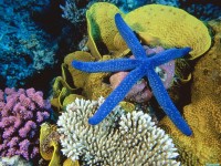     - Blue Linckia Sea Star, Great Barrier Reef, Australia