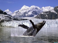     - Humpback Whale, Alaska