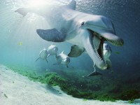     - Bottlenose Dolphins, Hawaii