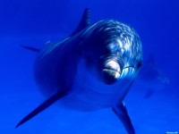     - Aquatic Curiosity, Bottlenose Dolphin