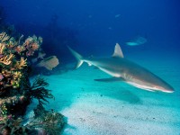     - Gray Reef Sharks