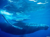     - Humpback Whale, Hawaii