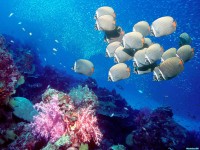     - Redtail Butterflyfish