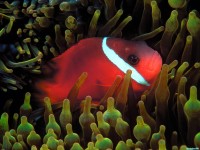     - Red and Black Anemonefish