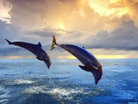     - Bottlenose Dolphins