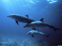     - Spotted Dolphins, Bahamas