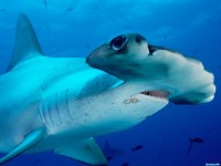     - Scalloped Hammerhead