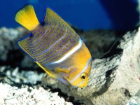     - King Angelfish