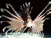     - Red Volitans Lionfish, Indo-Pacific