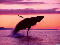     - Crimson Flight, Humpback Whale, Alaska