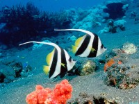     - Long-Fin Bannerfish, Indonesia