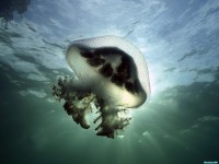     - Mauve Stinger Jellyfish, Edithburg, South Australia