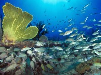     - Sugar Wreck, Bahamas