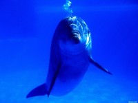     - Bright Idea, Bottlenose Dolphin