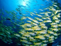     - Blue-Banded Sea Perch