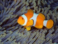     - False Clown Anemonefish, Bali, Indonesia