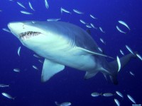     - Predator, Sand Tiger Shark