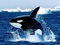     - Emerging, Killer Whale