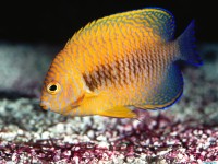     - Potter Angelfish