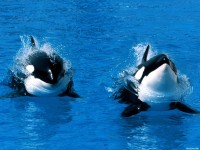     - Treading Water, Killer Whale