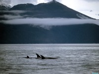     - A Family of Orca Whales