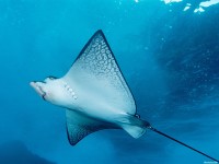     - Spotted Eagle Ray