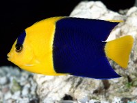     - Bicolor Angelfish