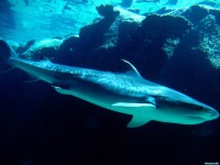     - Tiger Shark, Bahamas