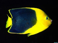     - Rock Beauty Angelfish, Indo-Pacific