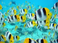     - School of Tropical Fish, Tahiti