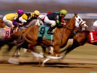     - Thoroughbred Horse Racing, Turfway Park, Kentucky