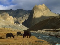     - Grazing Yaks, Near Photoskar Village, Ladakh, India