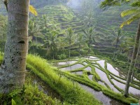     - Terraced Rice Paddies, Ubud Area, Bali, Indonesia