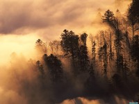     - Woodland in Mist, Vosges, France