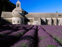     - Lavender Field, Abbey of Senanque, Near Gordes, Provence, France