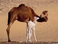     - Dromedary Camels, Sahara, Egypt